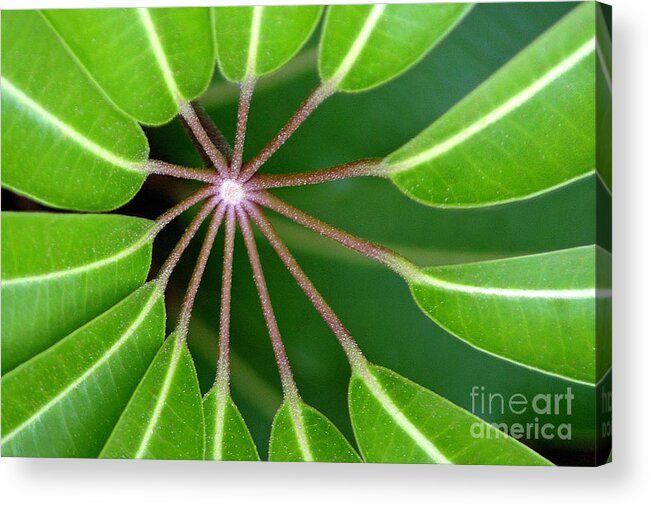 Nature Acrylic Print featuring the photograph Circle Of Leaves by Dan Holm