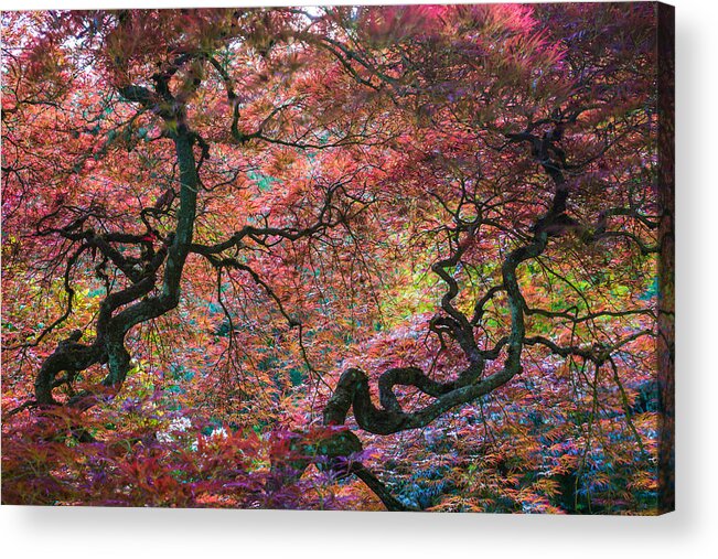 Trees Acrylic Print featuring the photograph Circle of the Twisted Twins by Chuck Jason