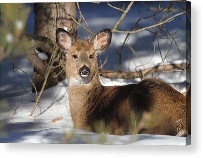 Doe Acrylic Print featuring the photograph Clarice by David Barker