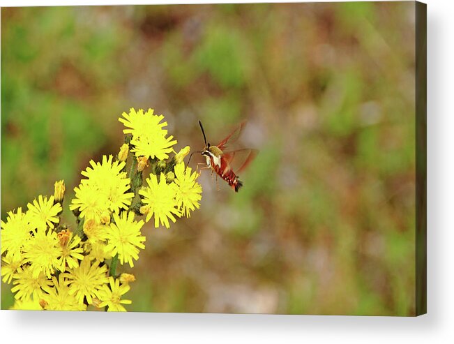 Moth Acrylic Print featuring the photograph Clearwing Moth And Hawkweed by Debbie Oppermann