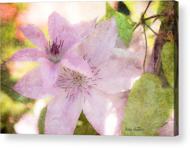 Flowers Acrylic Print featuring the photograph Clematis Art by Diane Hawkins
