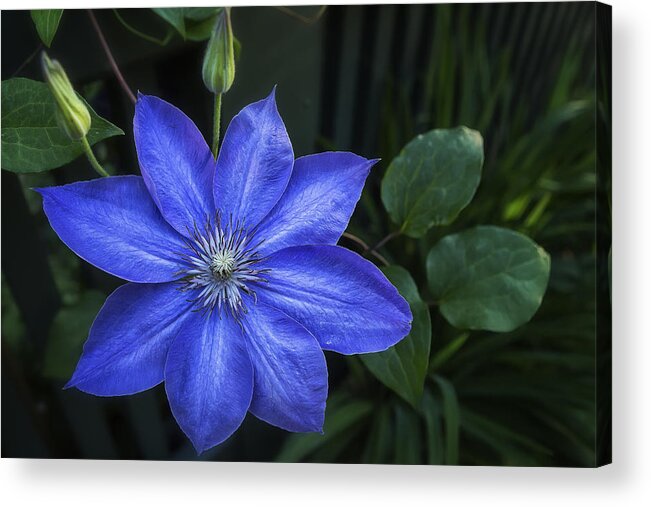 Clematis Acrylic Print featuring the photograph Clematis Flower by Belinda Greb