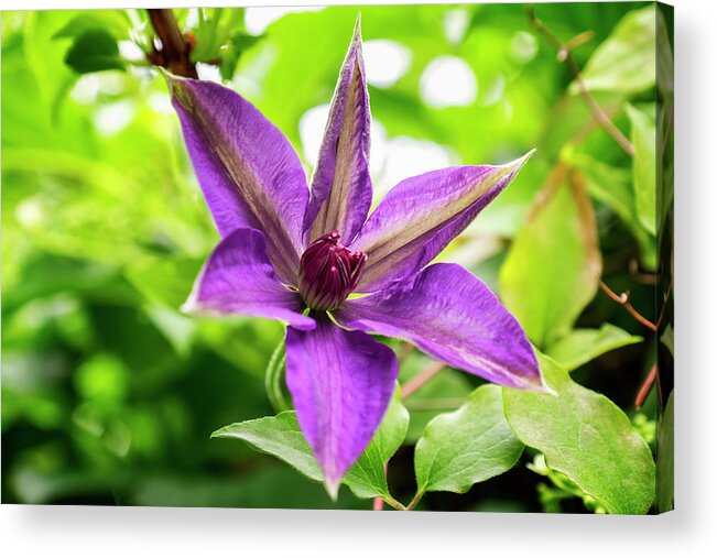 Clematis Vine Acrylic Print featuring the photograph Clematis Vine II by Tom Singleton
