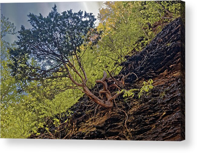 Awesome Tree Acrylic Print featuring the photograph Climbing Tree Roots by Doolittle Photography and Art