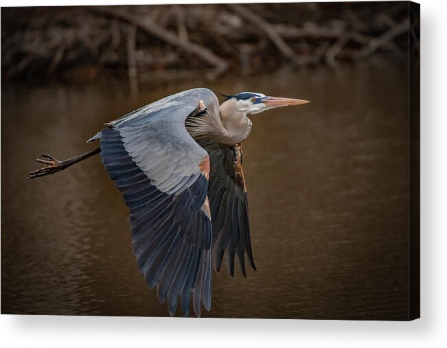 Great Blue Heron Acrylic Print featuring the photograph Close Flight by Ray Congrove
