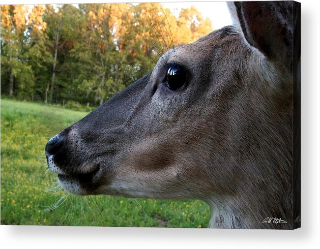 Deer Acrylic Print featuring the photograph Close Up by Bill Stephens