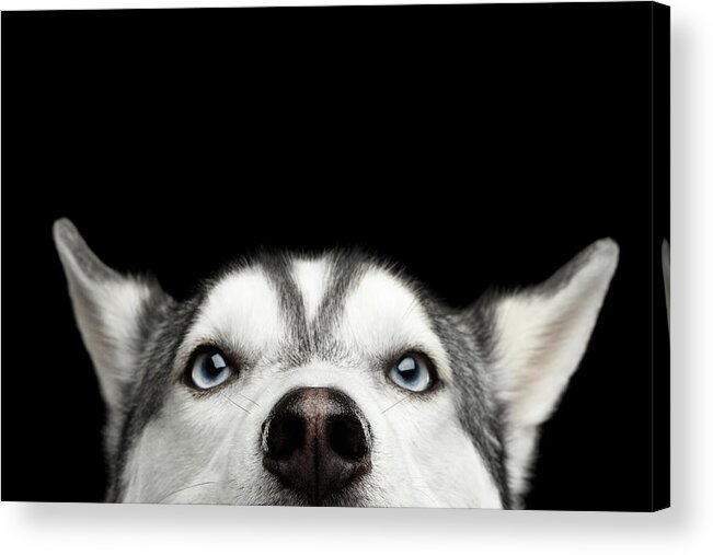 Dog Acrylic Print featuring the photograph Close-up Head of peeking Siberian Husky by Sergey Taran
