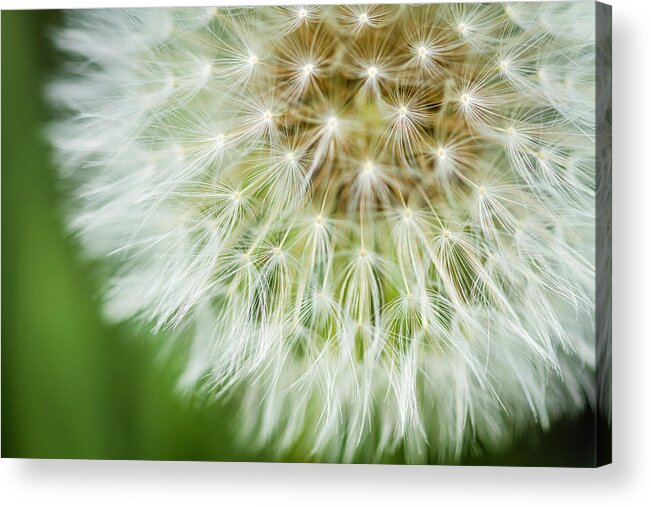 Allergy Acrylic Print featuring the photograph Close up of Dandelion Bloom by Teri Virbickis