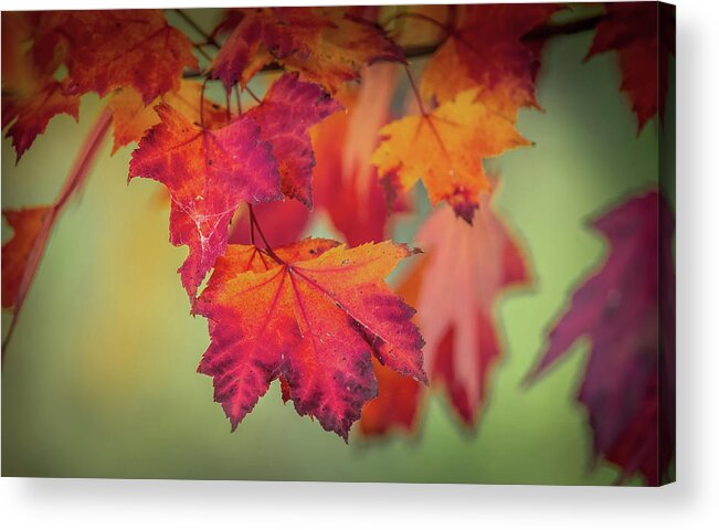 Leaf Acrylic Print featuring the photograph Close-up of Red Maple Leaves in Autumn by Patrick Wolf