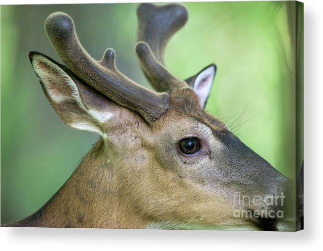 Whitetail Deer Acrylic Print featuring the photograph Close up of whitetail deer buck with velvet antlers by Dan Friend
