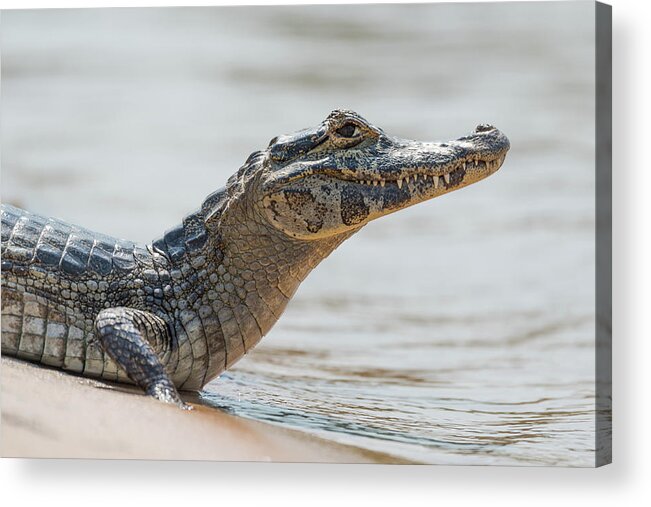 Brazil Acrylic Print featuring the photograph Close-up of yacare caiman on sandy beach by Ndp 