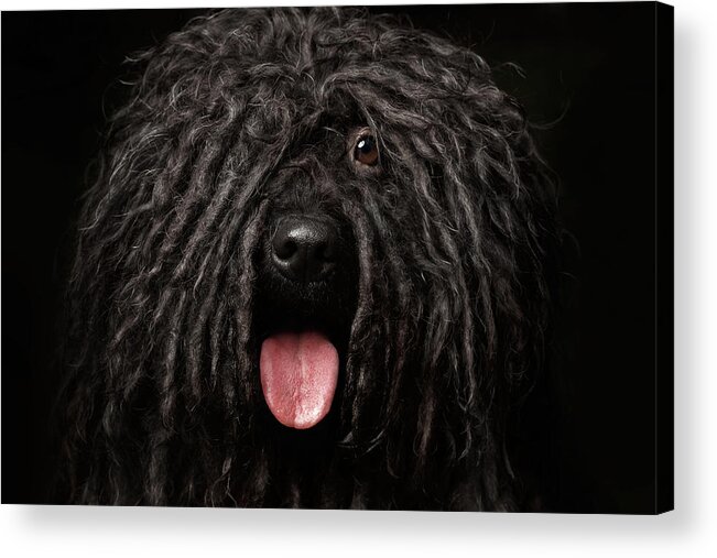 #faatoppicks Acrylic Print featuring the photograph Close up Portrait of Puli Dog isolated on Black by Sergey Taran