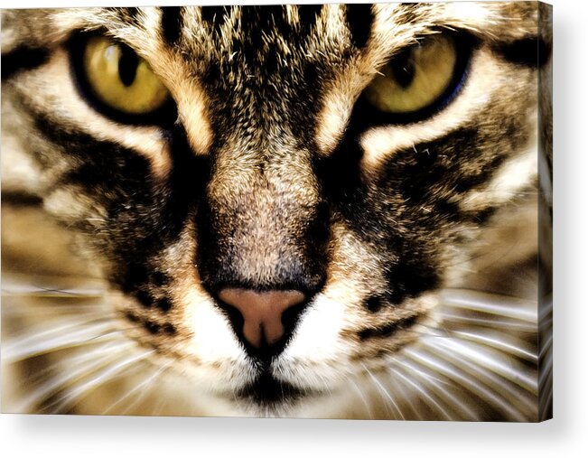 Cat Acrylic Print featuring the photograph Close up shot of a cat by Fabrizio Troiani