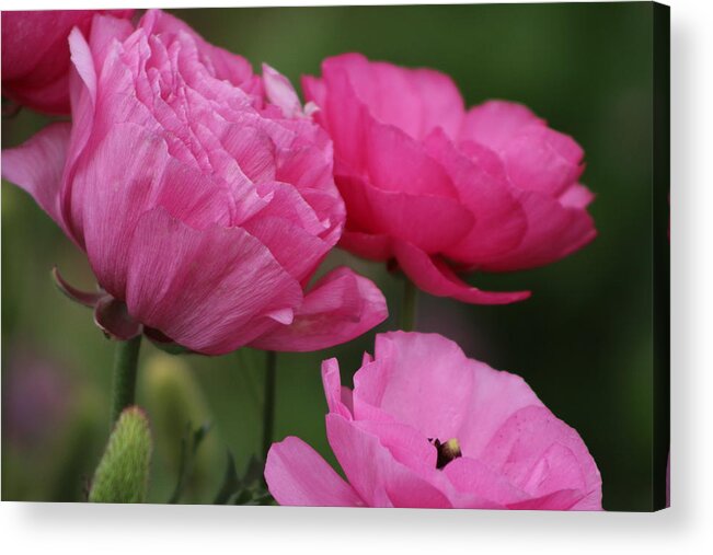 Closeup Deep Peony Pink Ranunculus Acrylic Print featuring the photograph Closeup Deep Peony Pink Ranunculus by Colleen Cornelius