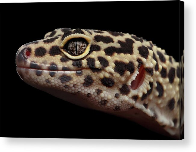 Closeup Acrylic Print featuring the photograph Closeup head of Leopard Gecko Eublepharis macularius Isolated on Black Background by Sergey Taran