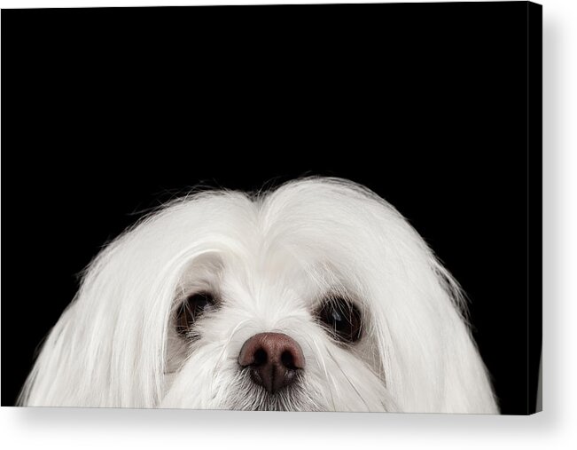 Maltese Acrylic Print featuring the photograph Closeup Nosey White Maltese Dog Looking in Camera isolated on Black background by Sergey Taran