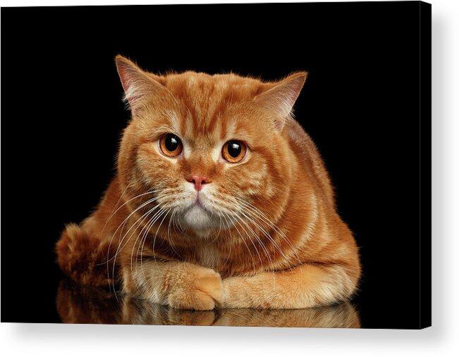 Closeup Acrylic Print featuring the photograph Closeup Red British cat Lying with cute paws isolated on Black Background by Sergey Taran