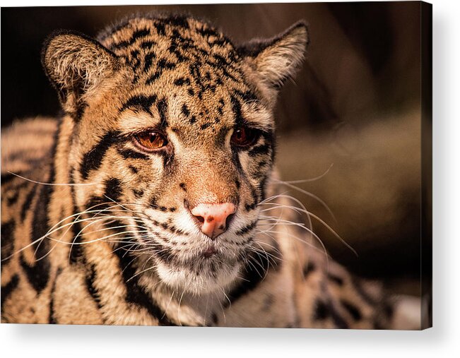 Leopard Acrylic Print featuring the photograph Clouded Leopard II by Don Johnson