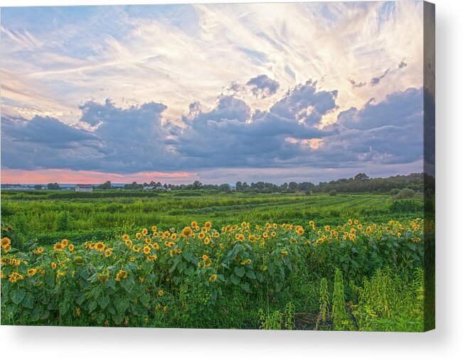 Landscapes Acrylic Print featuring the photograph Clouds and Sunflowers by Angelo Marcialis