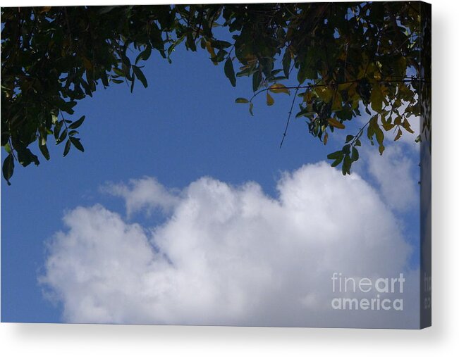Clouds Acrylic Print featuring the photograph Clouds Framed by Tree by Nora Boghossian