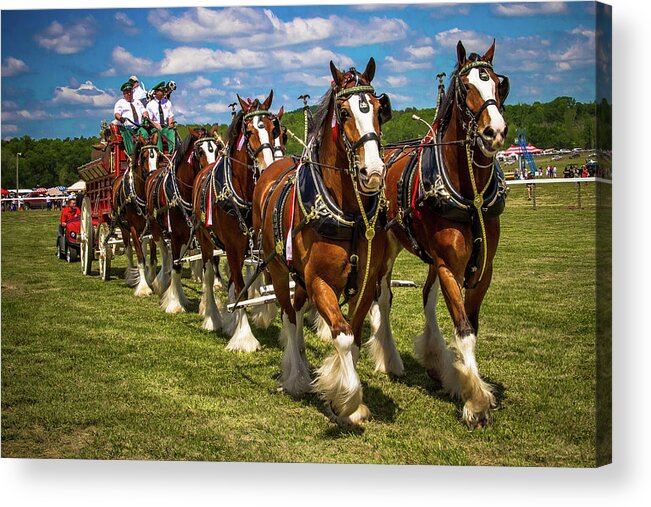 Horse Acrylic Print featuring the photograph Budweiser Clydesdale Horses by Robert L Jackson