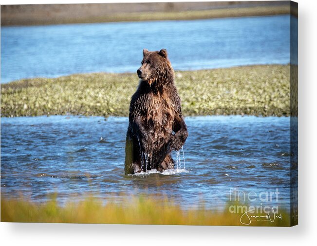 Bears Acrylic Print featuring the photograph Coastal Brown Bear Taking Stand by Joanne West