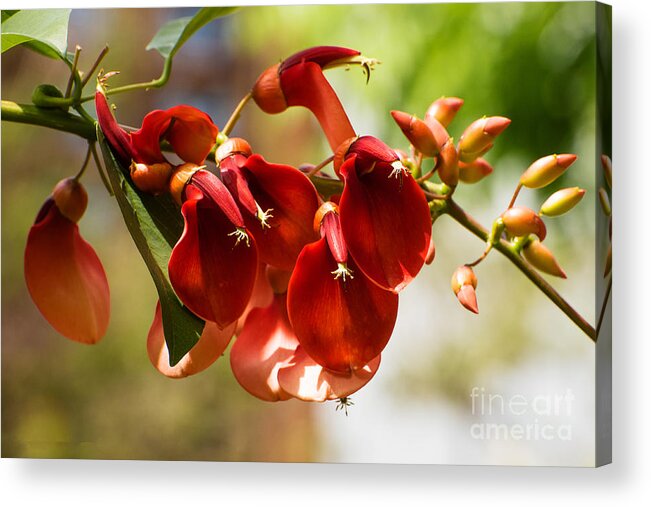 Cockspur Coral Tree Flowers Acrylic Print featuring the photograph Cockspur Coral Tree Flowers by Mary Jane Armstrong