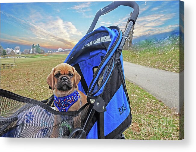 Cody The Puggle Acrylic Print featuring the photograph Cody the Puggle 10 by Jack Paolini