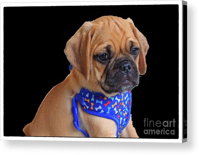 Cody The Puggle Acrylic Print featuring the photograph Cody the Puggle 6 by Jack Paolini