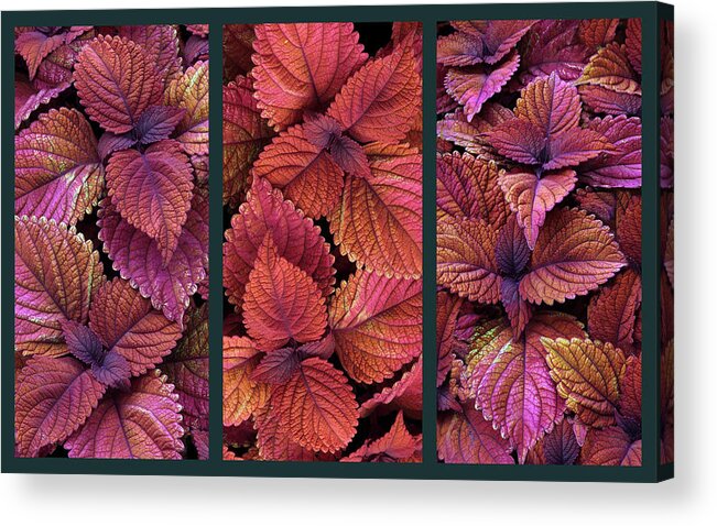 Coleus Acrylic Print featuring the photograph Coleus Collage by Jessica Jenney