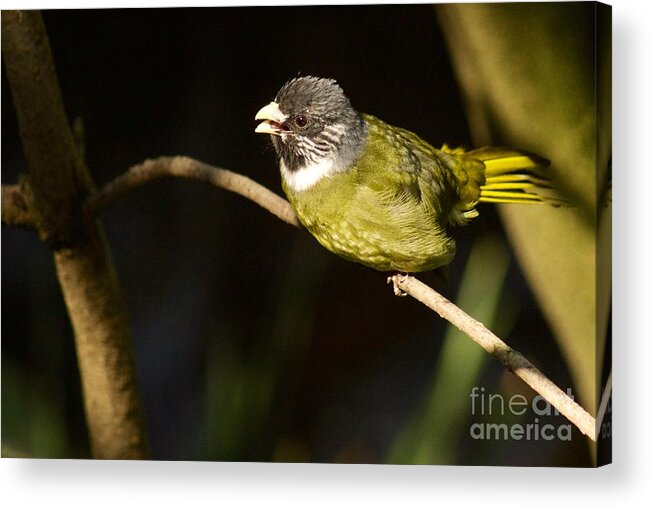 Photography Acrylic Print featuring the photograph Collared Finch-bill by Sean Griffin