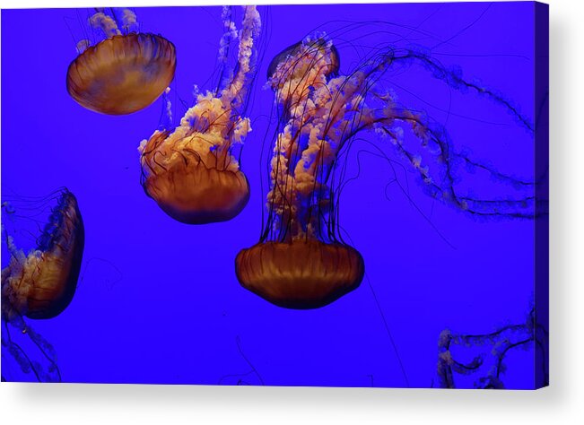 Jellyfish Acrylic Print featuring the photograph Collection of jellyfish by Peter Ponzio