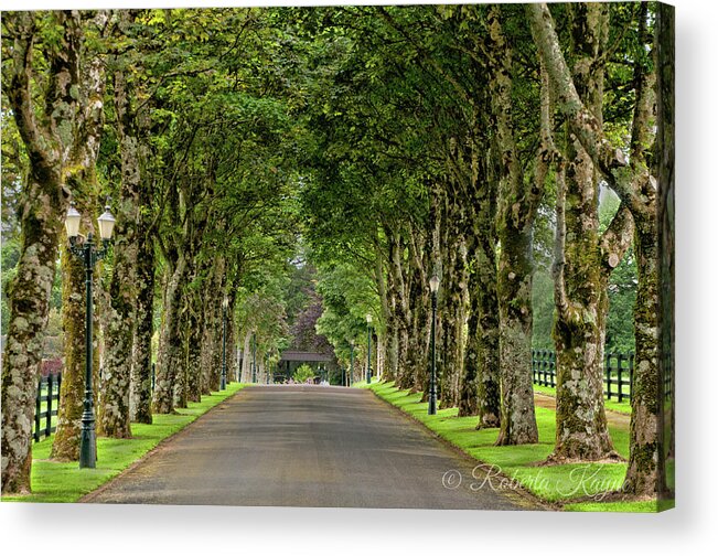 Sights Acrylic Print featuring the photograph Colonnade of Trees by Roberta Kayne