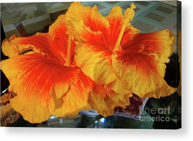 Hibiscus Acrylic Print featuring the painting Color Hibiscus by Jenny Lee