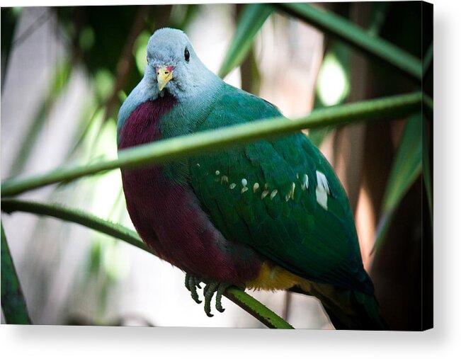 Wild Birds Acrylic Print featuring the photograph Color me Plump by Aaron Potts