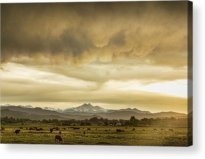 Severe Acrylic Print featuring the photograph Colorado Grazing by James BO Insogna