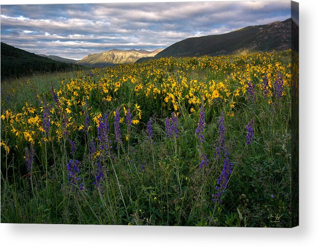 Colorado Acrylic Print featuring the photograph Colorado Wildflower Sunrise by Aaron Spong