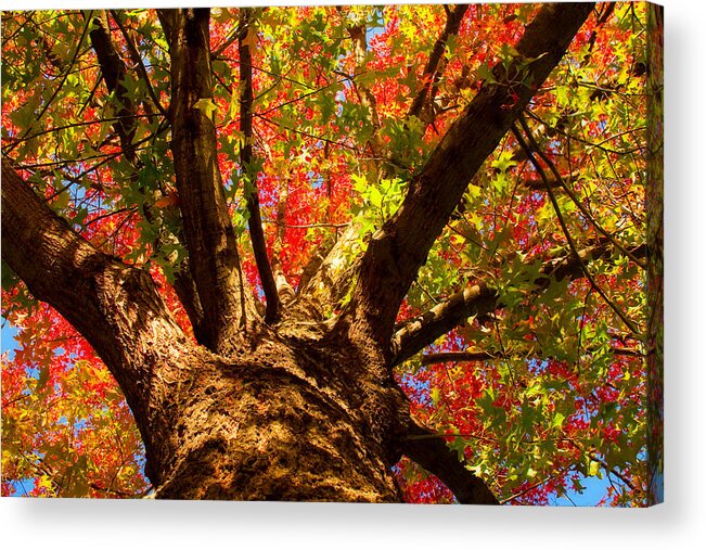 Forest Acrylic Print featuring the photograph Colorful Autumn Abstract by James BO Insogna