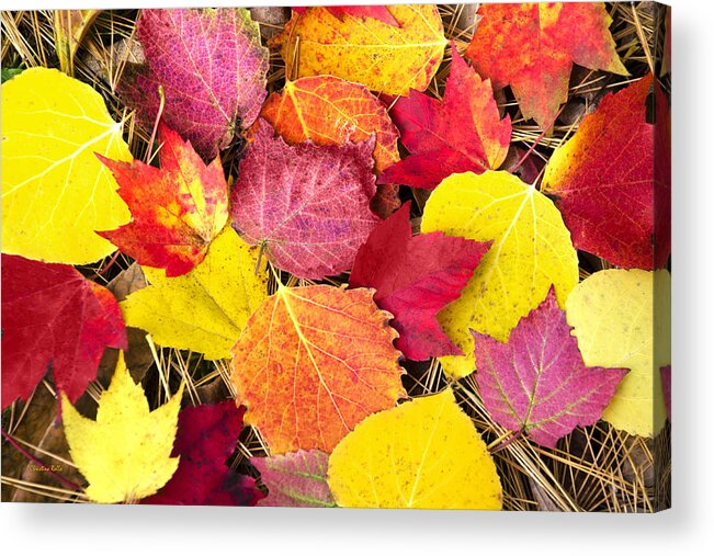 Fall Leaves Acrylic Print featuring the photograph Colorful Autumn Leaves by Christina Rollo