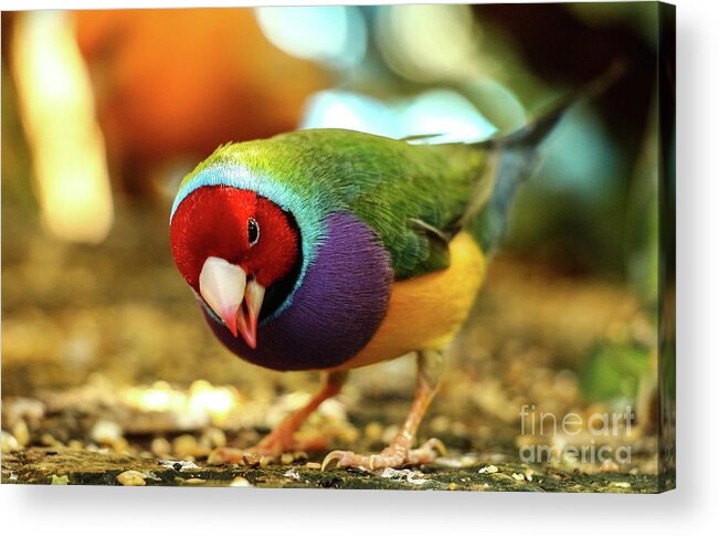 Colors Acrylic Print featuring the photograph Colorful Bird by Les Greenwood