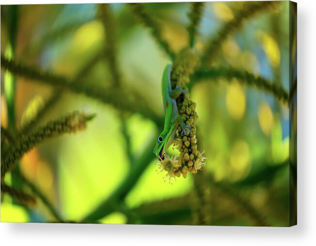 Hawaii Acrylic Print featuring the photograph Colorful Gecko by Christopher Johnson