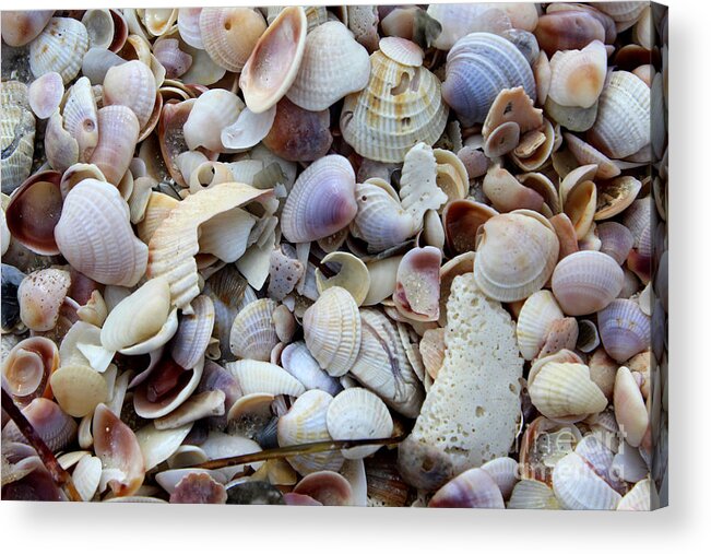 Shells Acrylic Print featuring the photograph Colorful Shells by Jeanne Forsythe