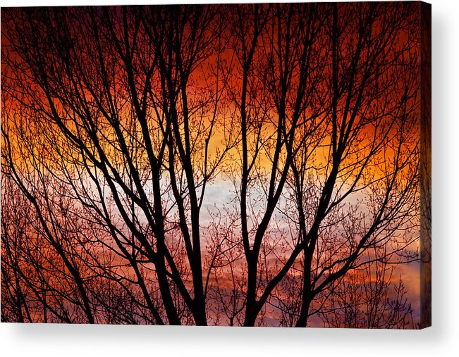 Silhouette Acrylic Print featuring the photograph Colorful Tree Branches by James BO Insogna