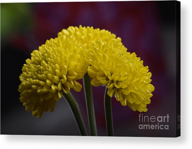 Flower Acrylic Print featuring the photograph Colorful triplet by Robert WK Clark