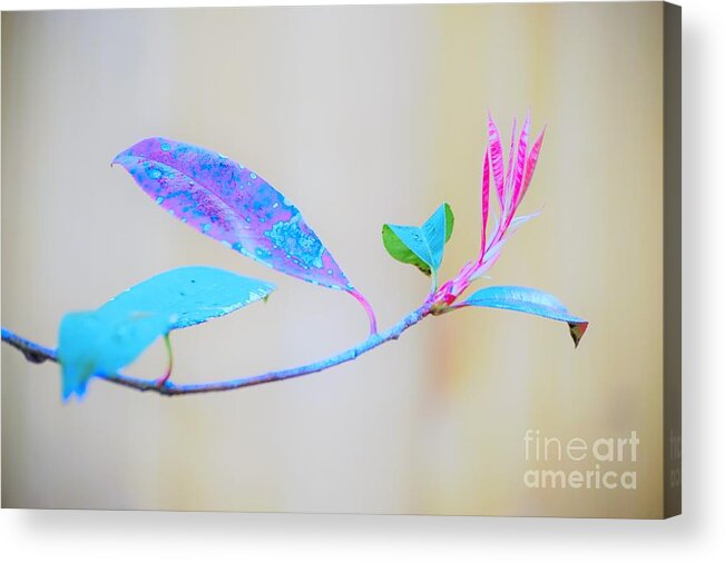 Colorful Acrylic Print featuring the photograph Colorfully designed by Merle Grenz