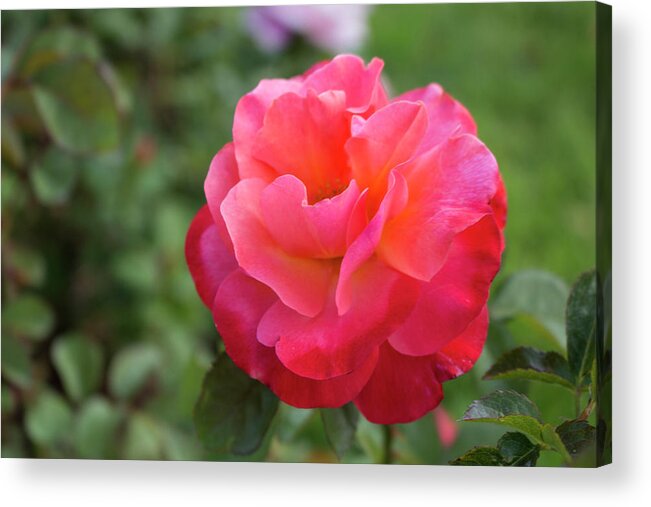 Close-up Acrylic Print featuring the photograph Colorific Rose by K Bradley Washburn