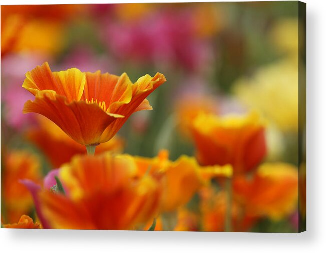 Agriculture Acrylic Print featuring the photograph Colors by Eggers Photography