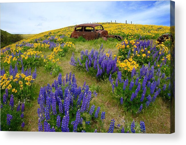 Columbia Hills Wildflowers Acrylic Print featuring the photograph Columbia Hills wildflowers by Lynn Hopwood