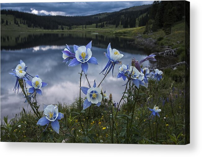 Columbine Acrylic Print featuring the photograph Columbine blooms in the Rocky Mountains by Dave Dilli
