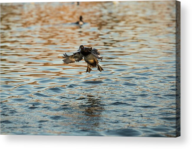 Duck Acrylic Print featuring the photograph Coming in hot by Jason Hughes
